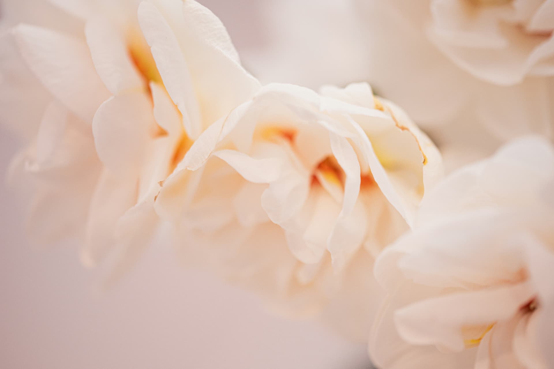 Cream-colored petals in soft focus